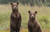 Pozorovanie medveďov v Tatrách